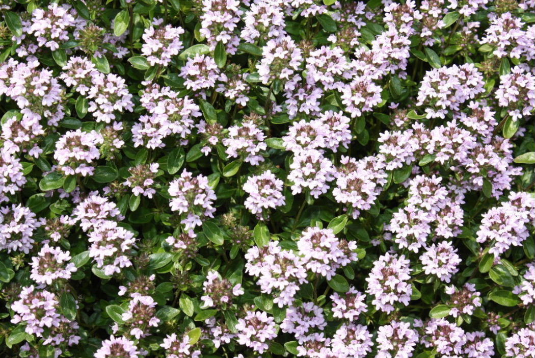 Thymus sp. da determinare -5